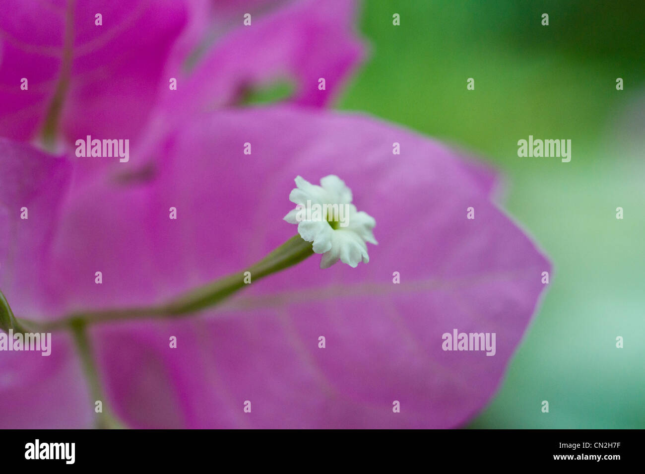 Rosa Bougainvillea weiß Blume Stockfoto