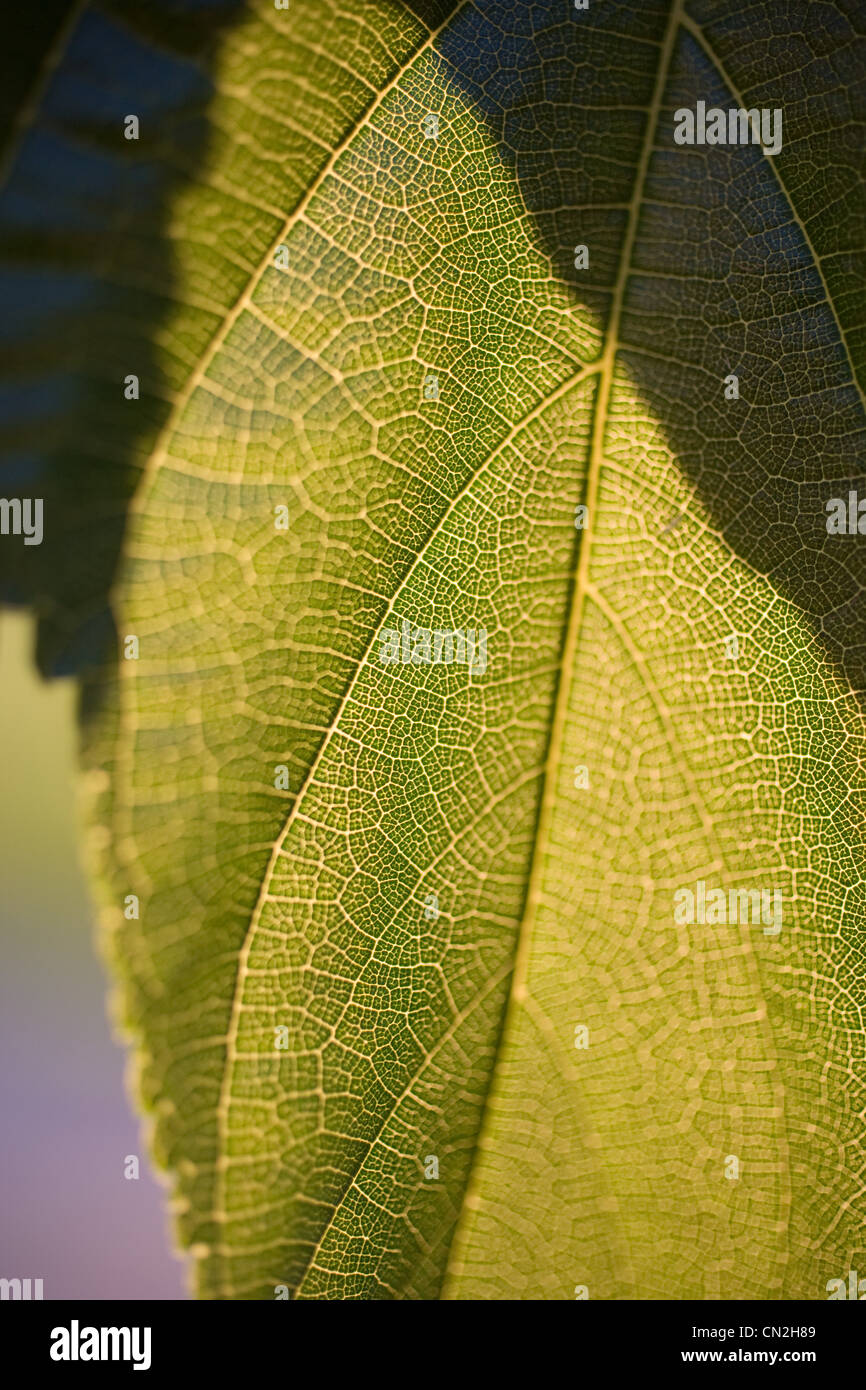 Grünes Blatt, Nahaufnahme Stockfoto