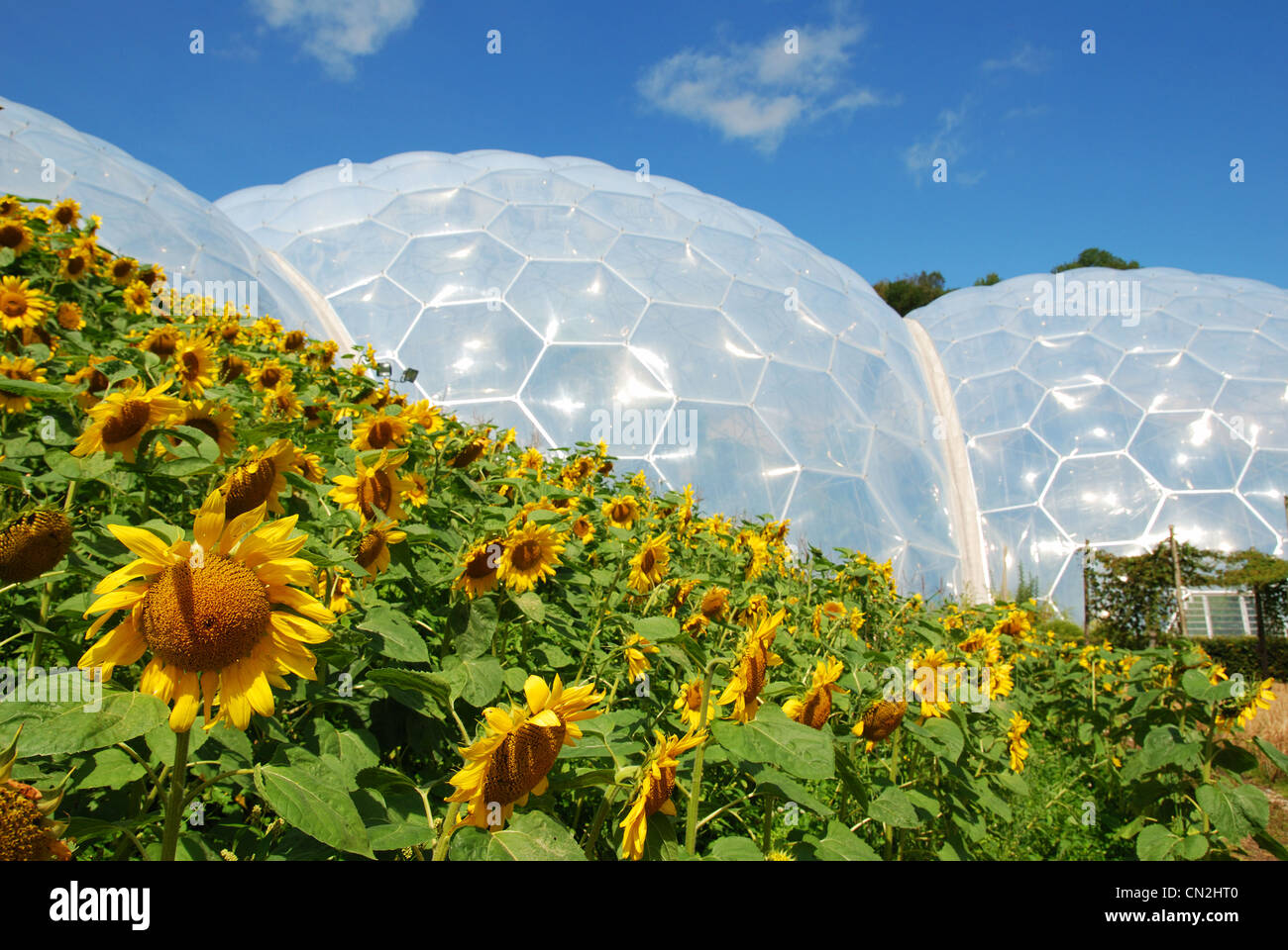 Sonnenblumen im Eden Project in Cornwall, Großbritannien Stockfoto