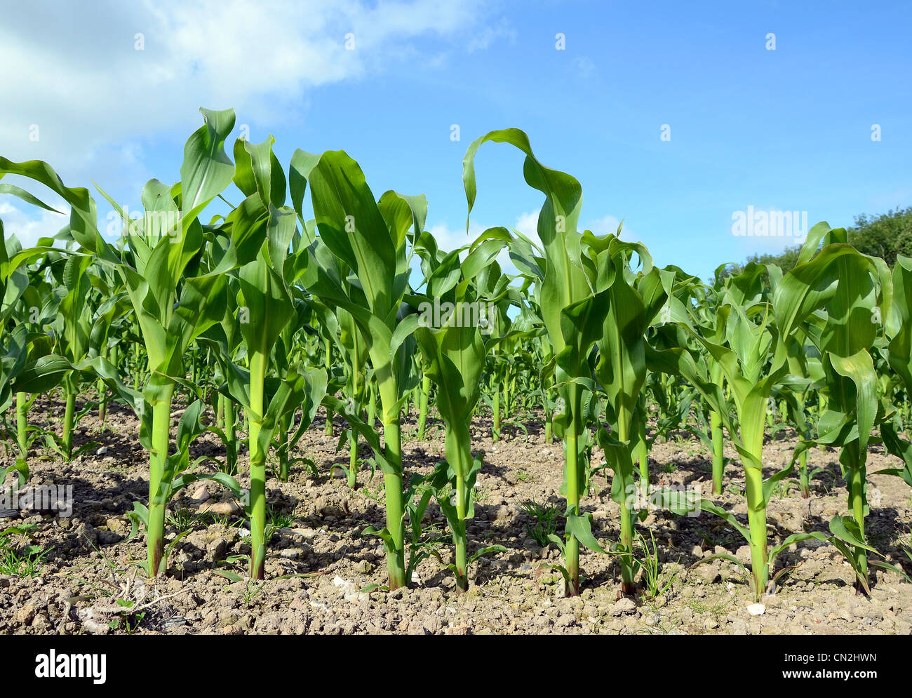 eine junge Ernte von Mais Stockfoto