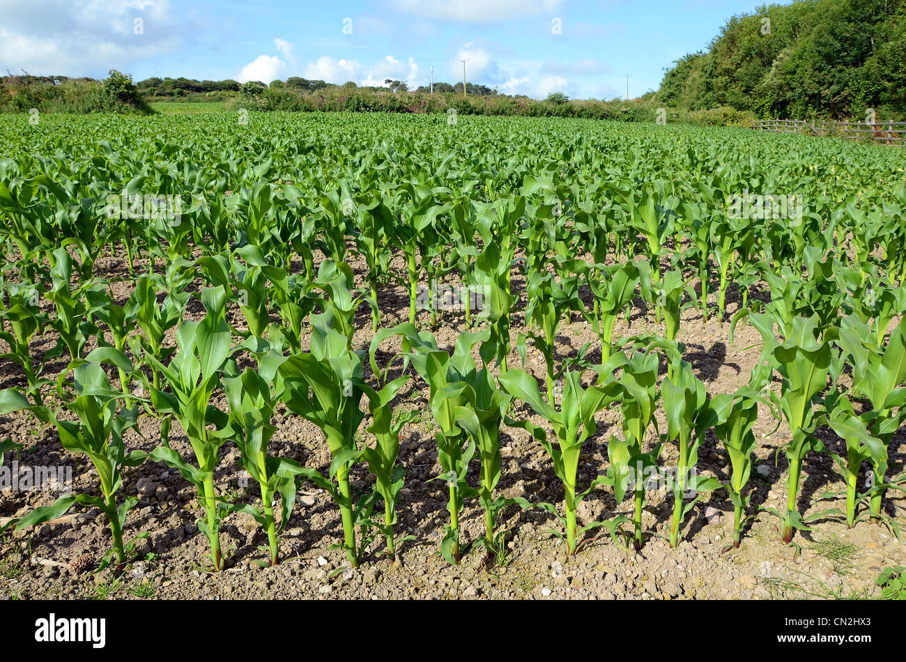 Eine Ernte von Mais in frühes Wachstum Stockfoto