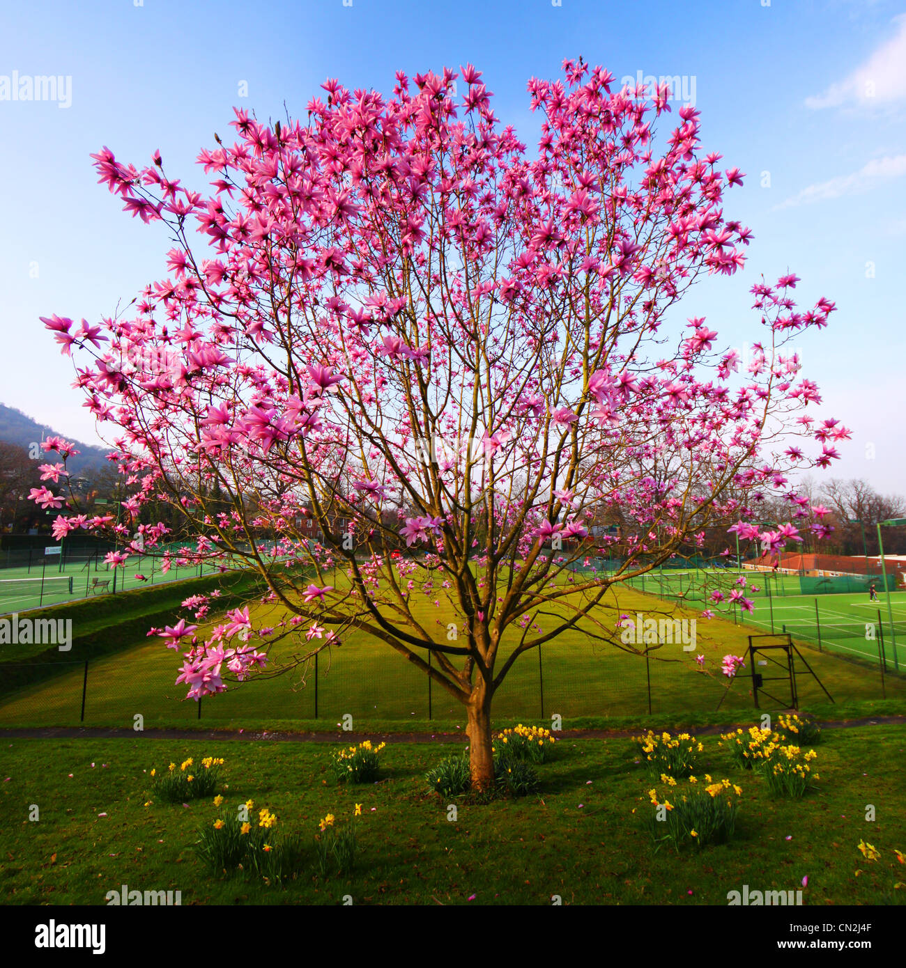 Magnolienbaum in voller Blüte Stockfoto