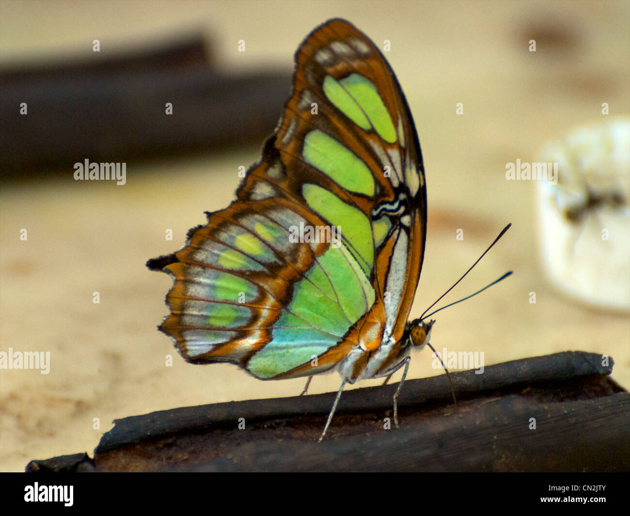 Ecuador-Schmetterling Stockfoto