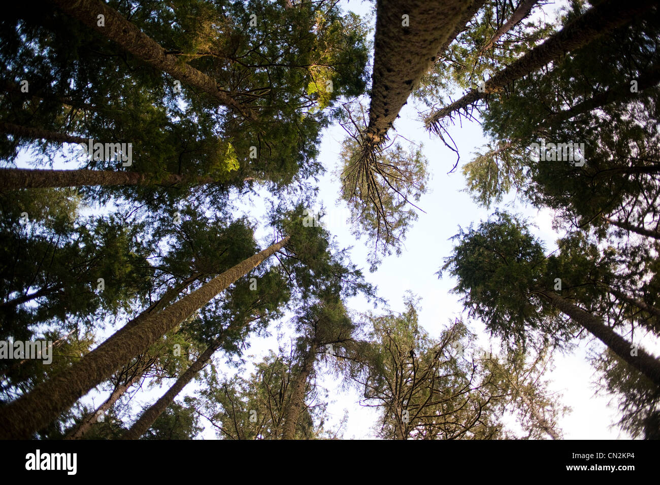 Bäume, niedrigen Winkel Ansicht Stockfoto