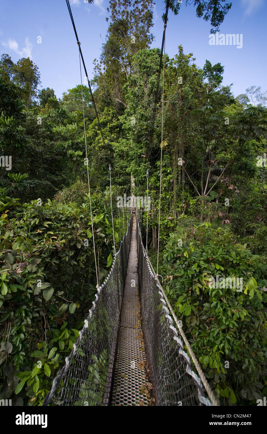 CANOPY WALKWAY über Primärregenwald, Iwokrama Waldreservat, Guyana, Südamerika. Stockfoto