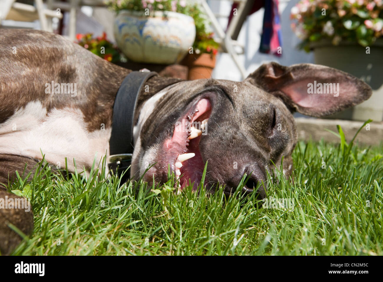 Hund auf dem Rasen liegend Stockfoto
