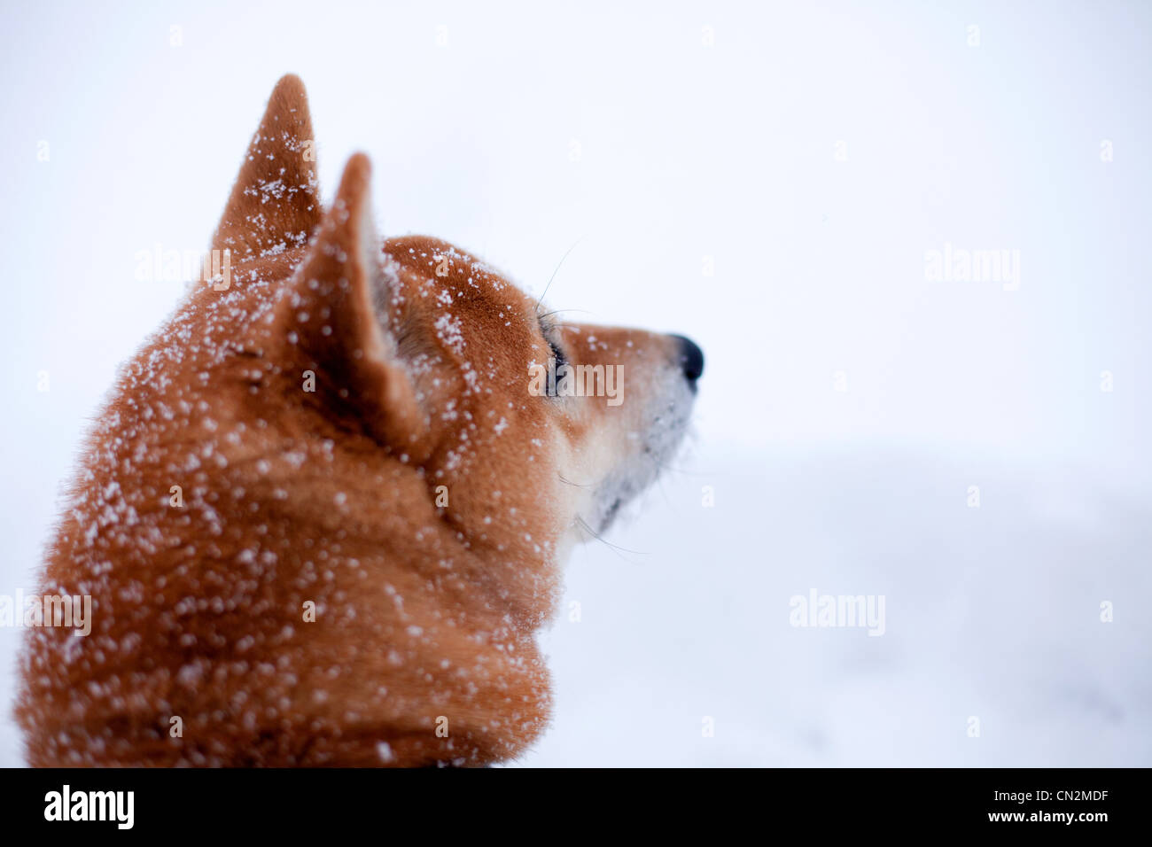 Shiba Inu Hund im Schnee, Nahaufnahme des Kopfes Stockfoto