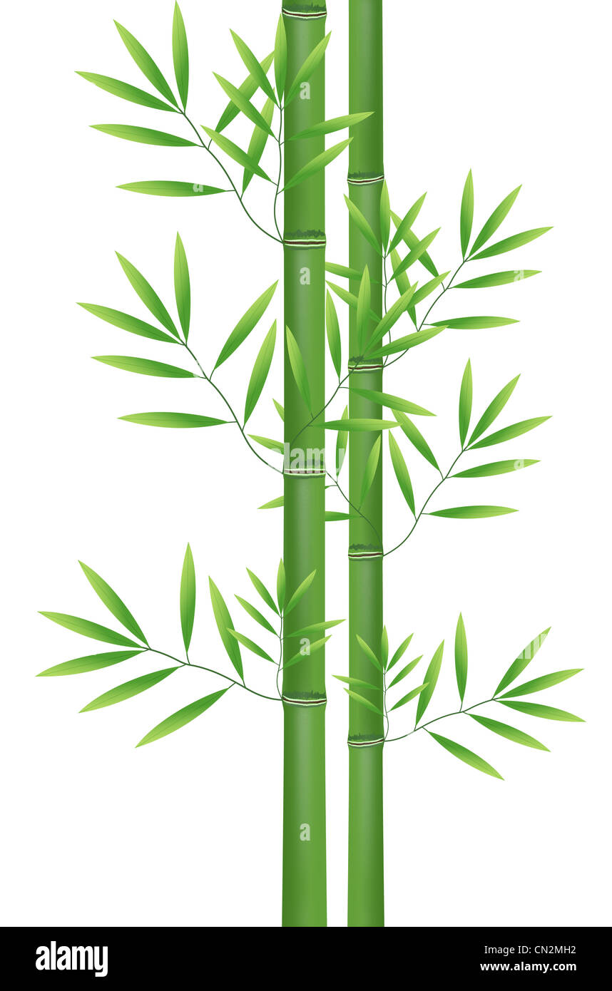 Bambus auf Whtie Hintergrund Stockfoto