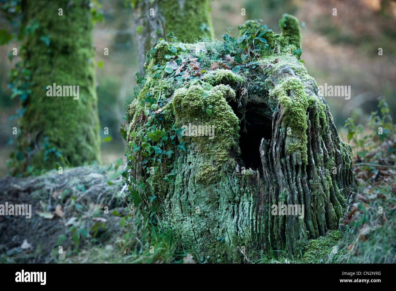 Frankreich, Finistere, Quimper, Stangala Tal, Naturschutzgebiet Stockfoto