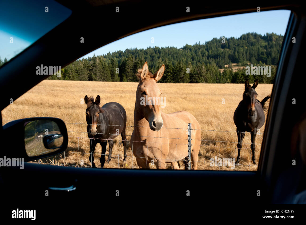Pferde, die durch Autofenster gesehen Stockfoto