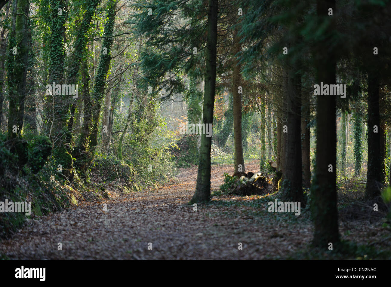 Frankreich, Finistere, Quimper, Stangala Tal, Naturschutzgebiet Stockfoto