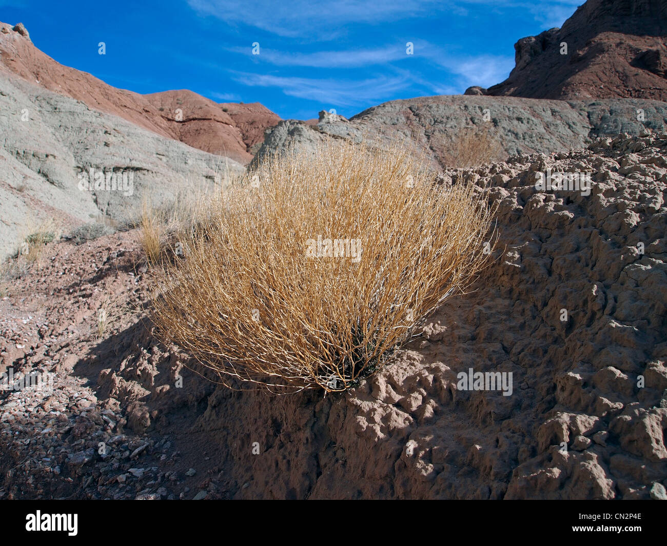 Eine trockene Wüste Pflanze im Winter. Stockfoto