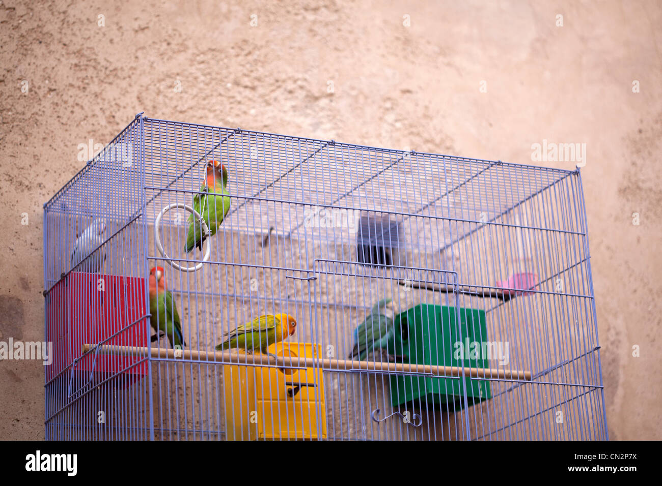 Vögel im Käfig Stockfoto