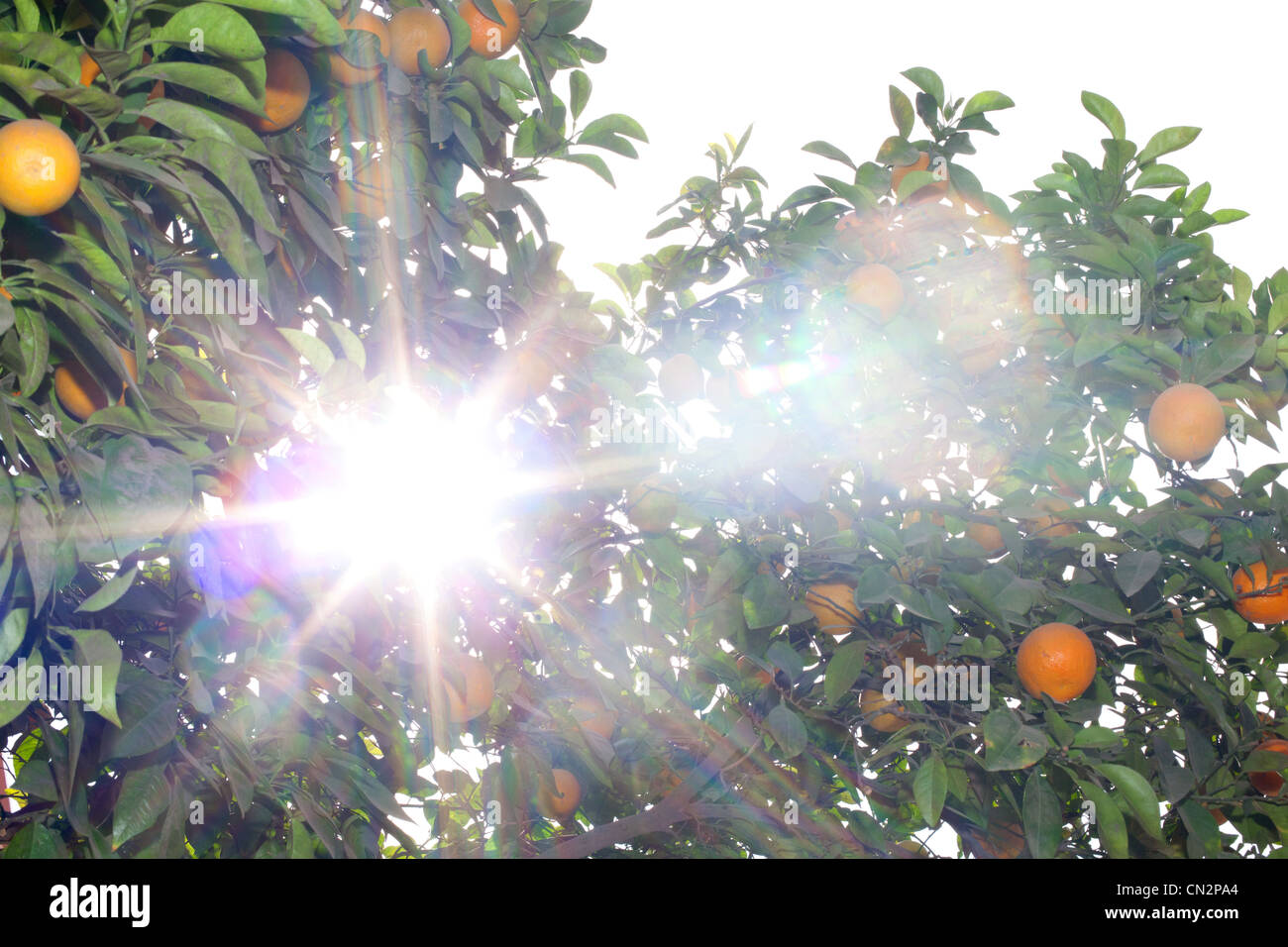 Frische Orangen wachsen auf Baum Stockfoto
