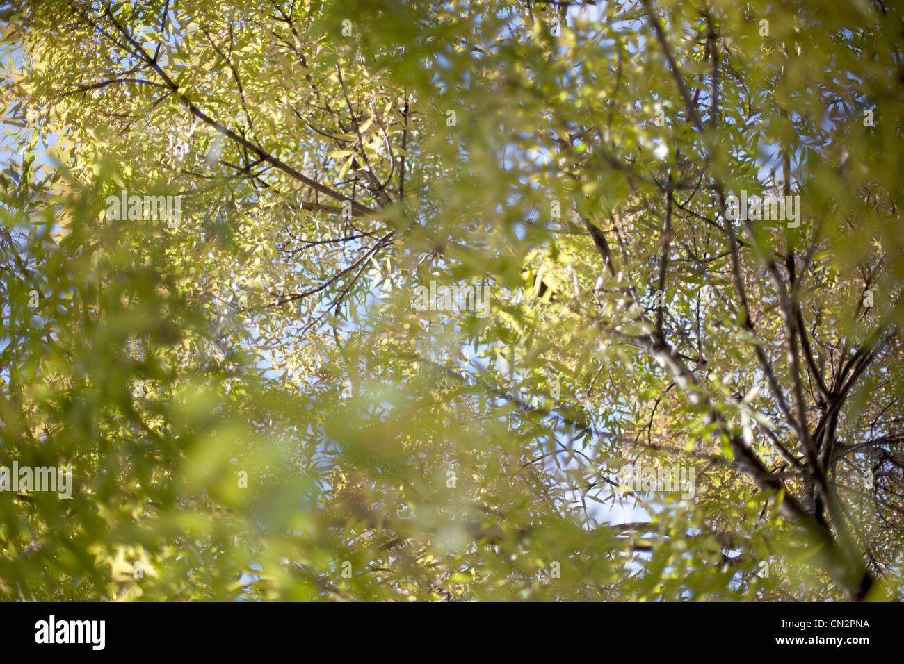 Bäume und Blätter, niedrigen Winkel Ansicht Stockfoto
