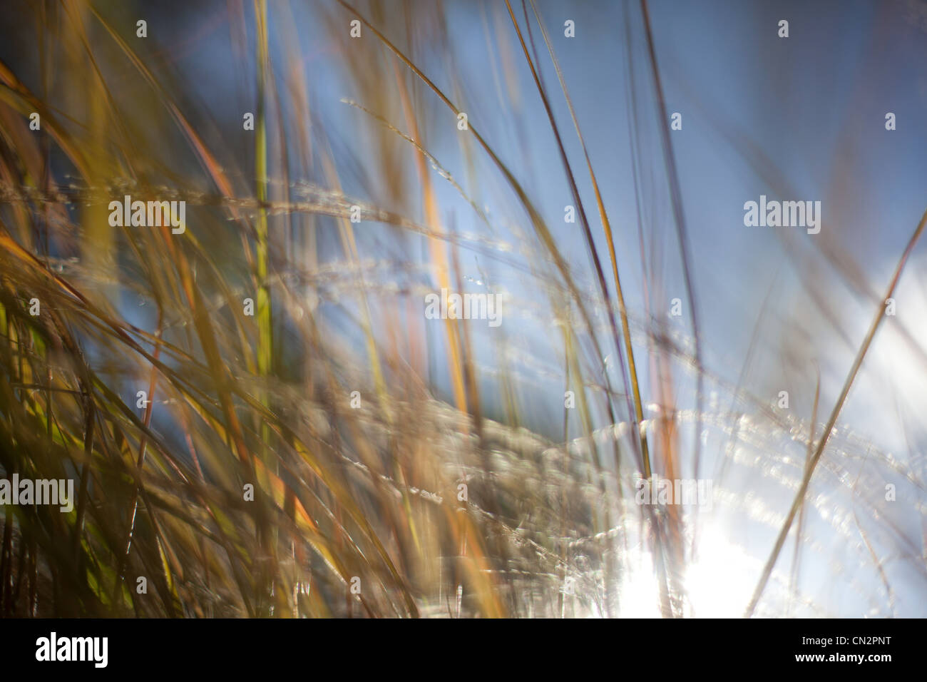 Grass abstrakt, Nahaufnahme Stockfoto