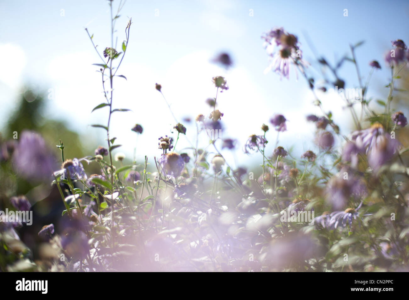 Wildblumen Stockfoto