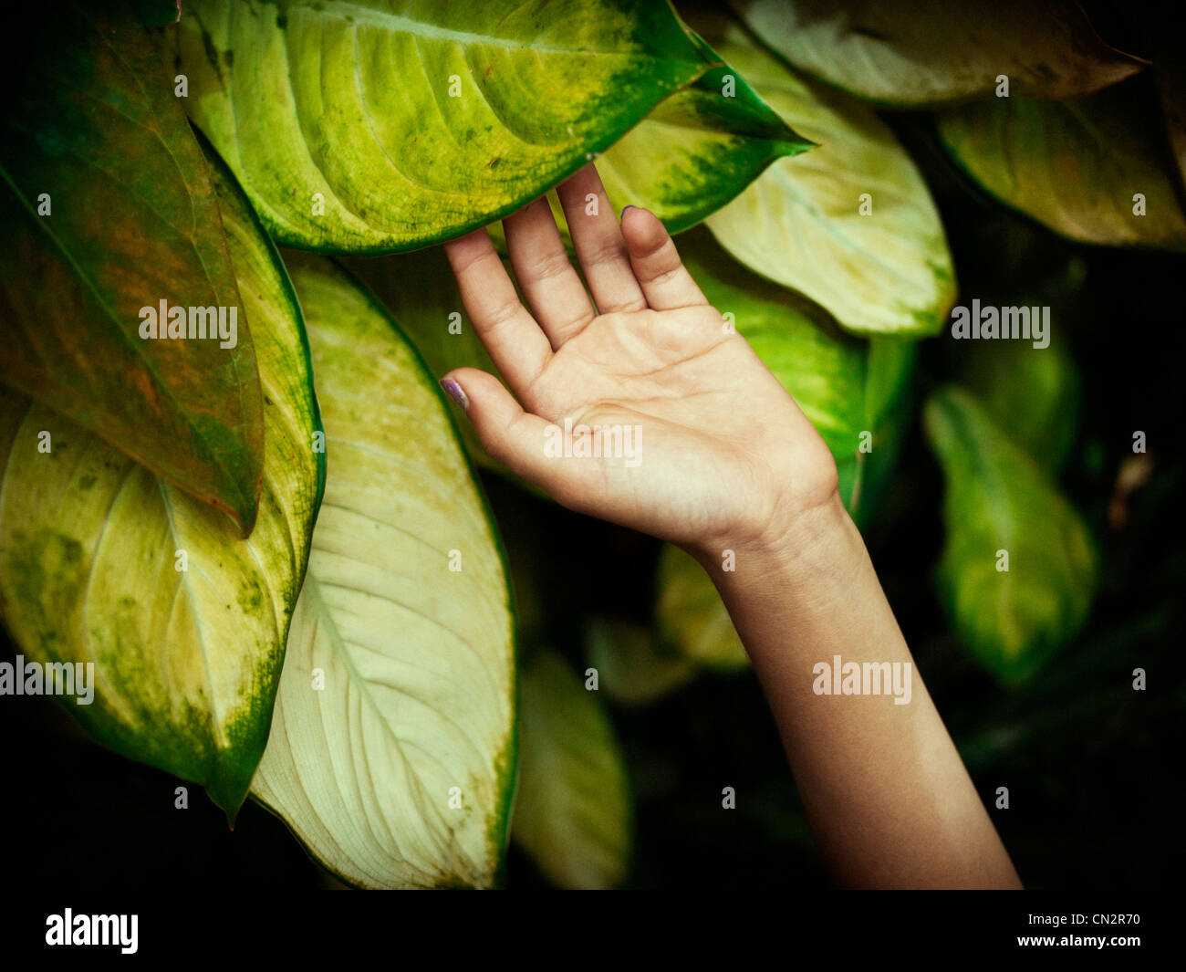 Mädchens Hand auf Blatt im Tropenhaus. Stockfoto