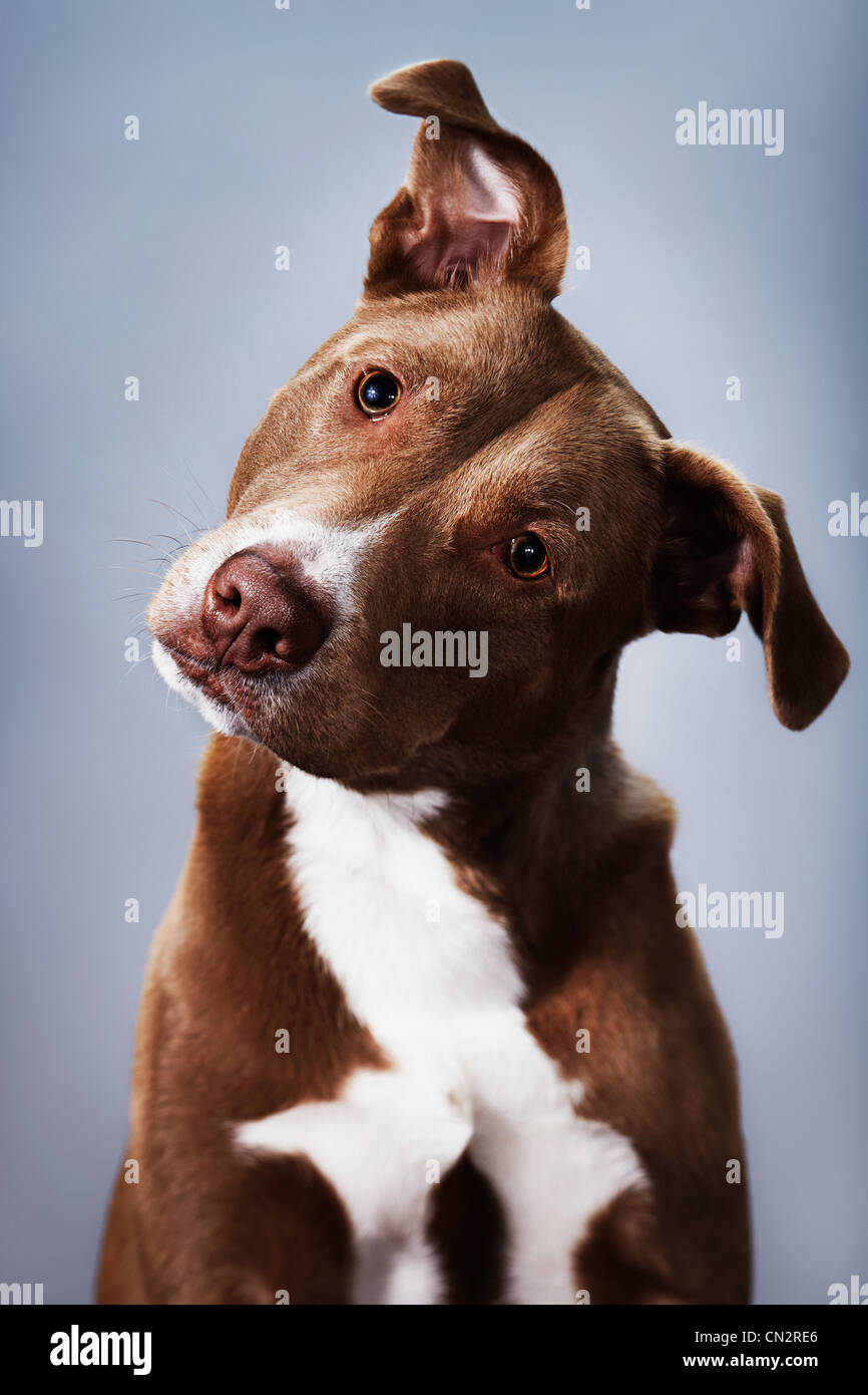 Porträt von einem Pitbull-mix Stockfoto