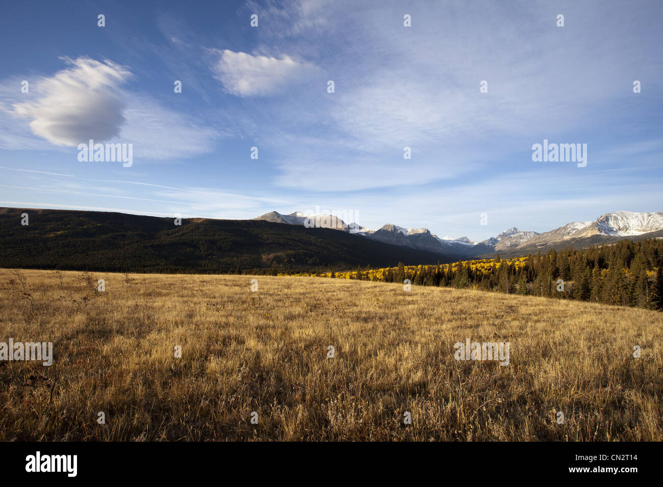 Bäume und Feld Gras mit Schnee bedeckten Bergen im Hintergrund, Montana, USA Stockfoto