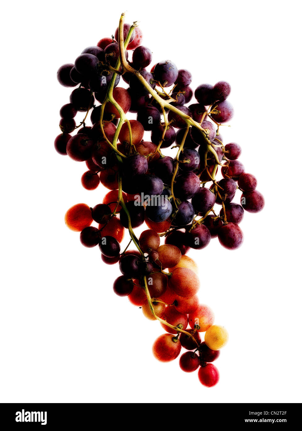 Weintraube vor weißem Hintergrund Stockfoto