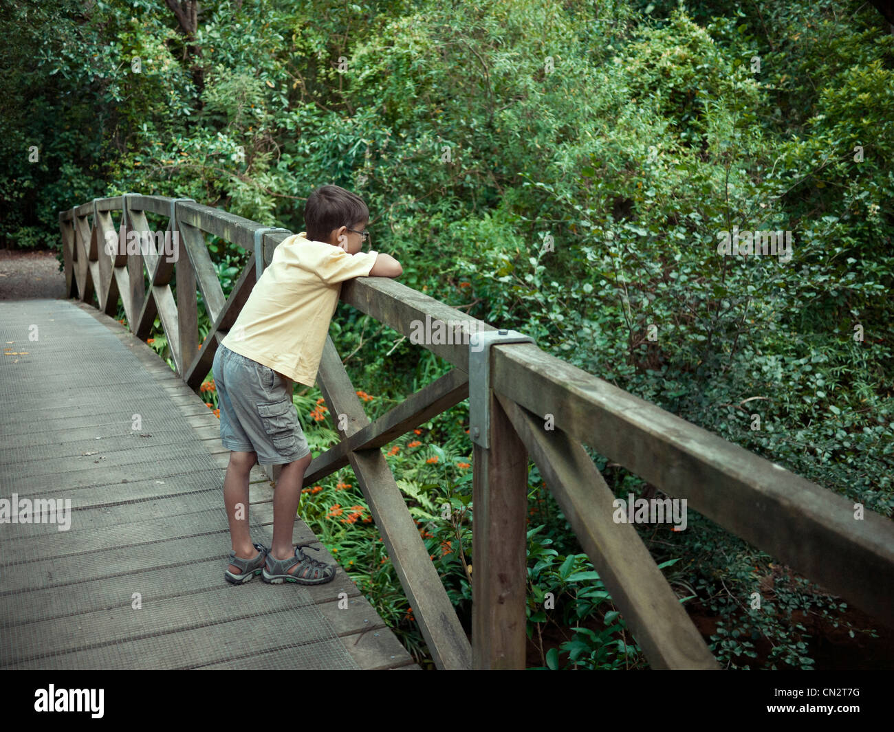 Junge sieht in Wald von Holzbrücke. Stockfoto
