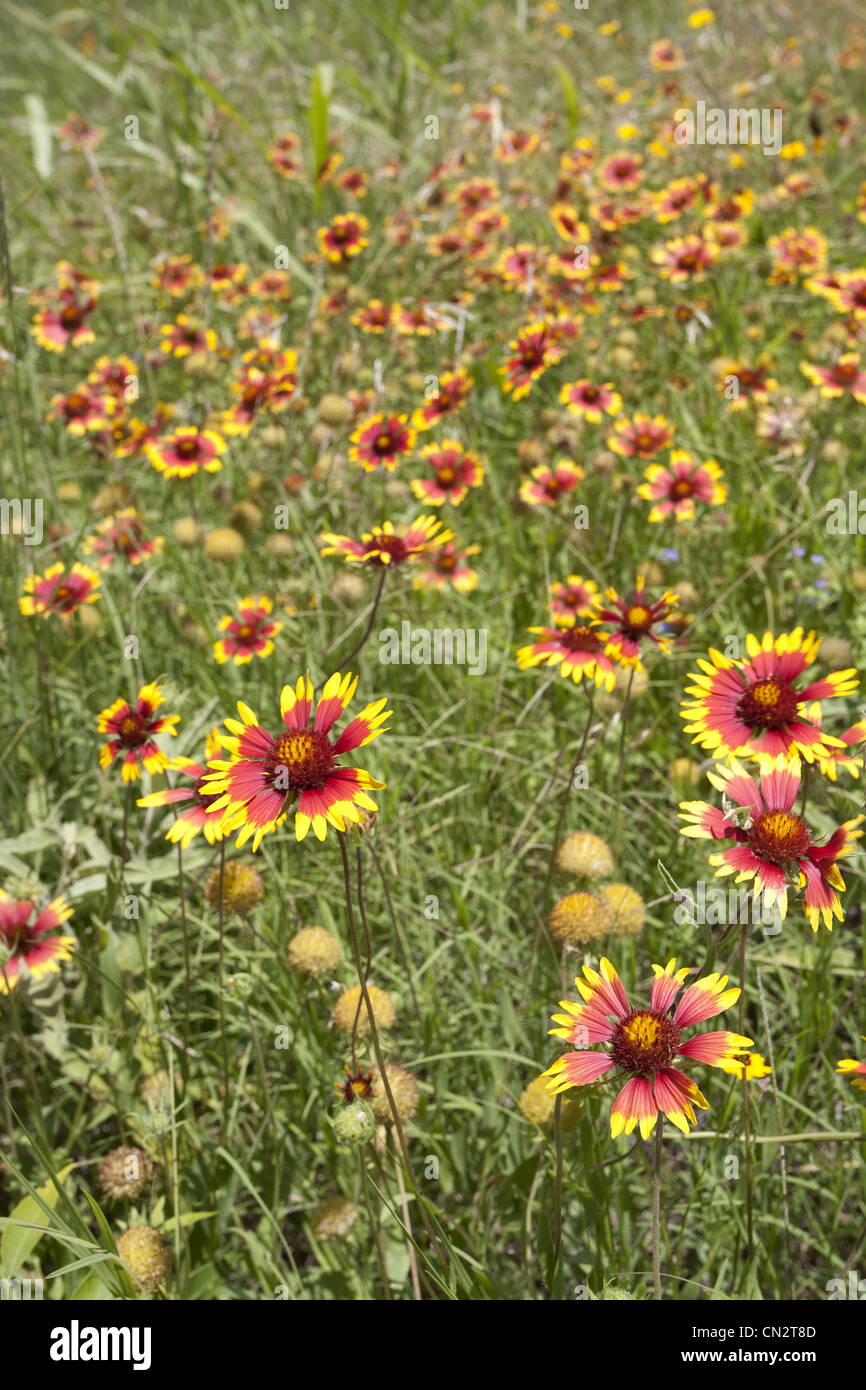 Rote und gelbe Wildblumen im hohen Grass, Texas, USA Stockfoto