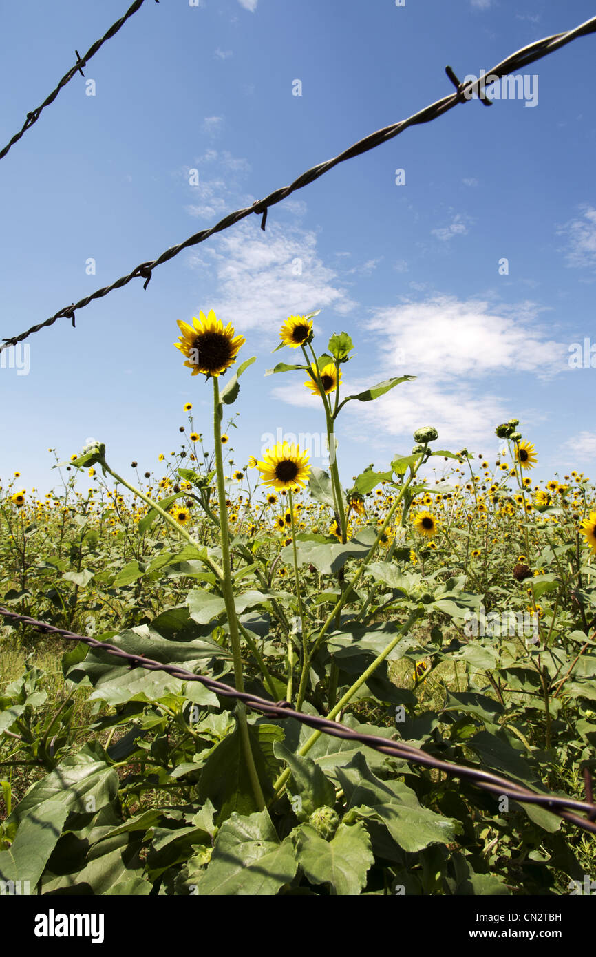 Bereich der gelbe Wildblumen hinter Stacheldraht Zaun, Texas, USA Stockfoto