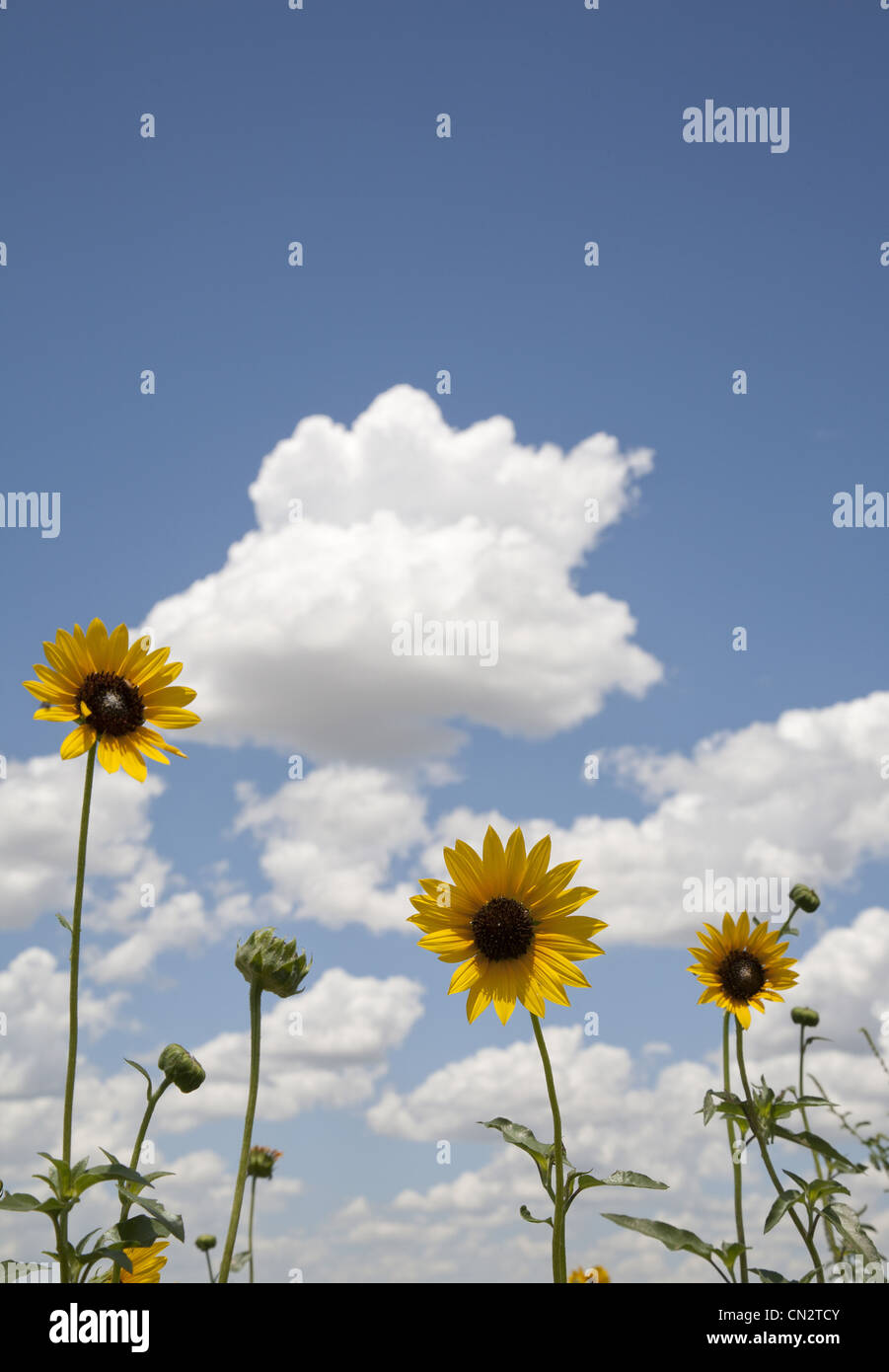 Gelbe Wildblumen gegen blauen Himmel und weiße geschwollenen Wolken, Texas, USA Stockfoto