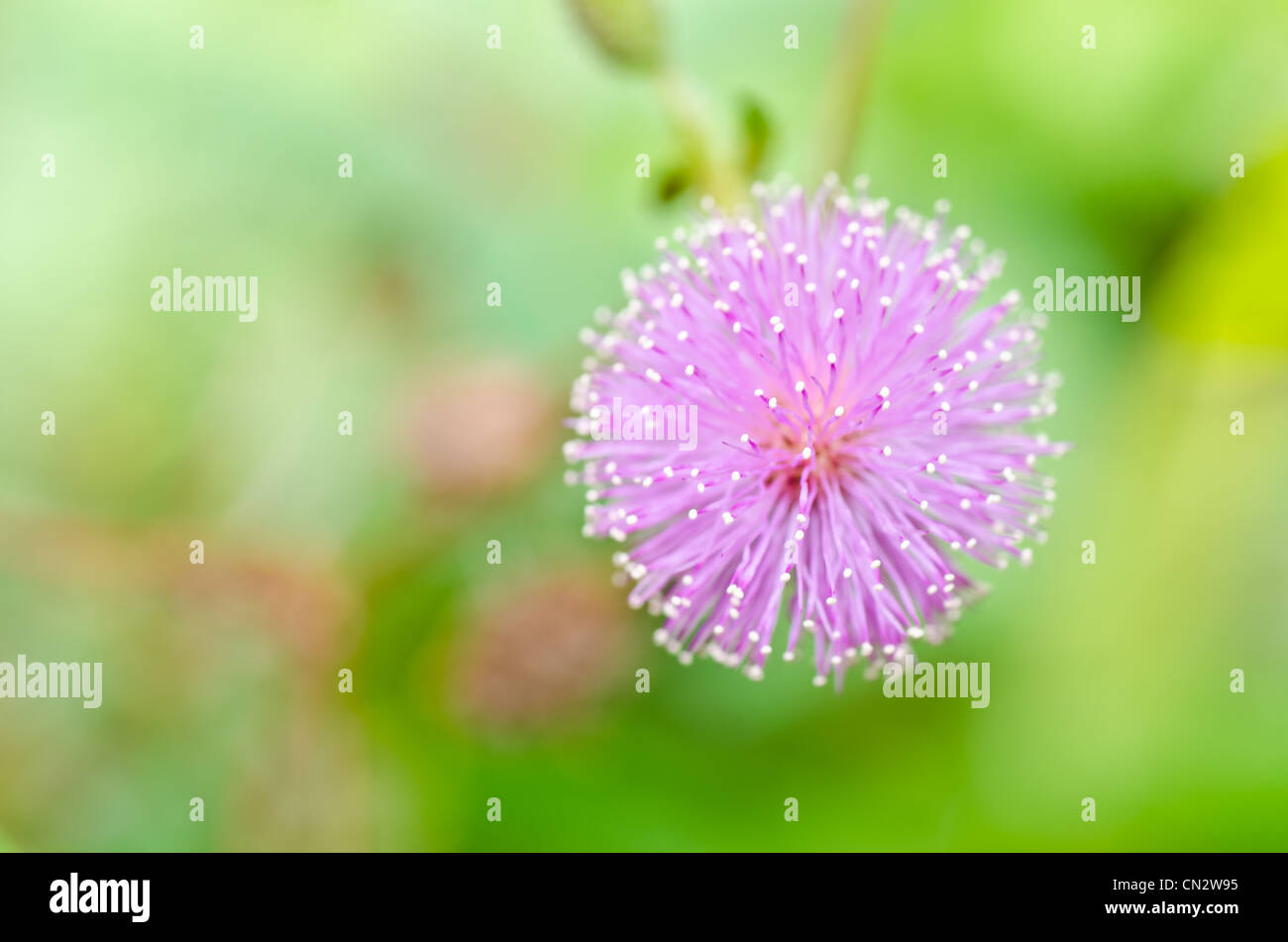 Sinnpflanze - Mimose in grüner Natur oder im Garten Stockfoto