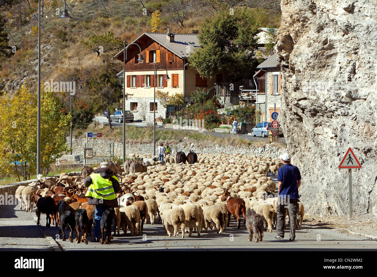 Frankreich, Alpes de Haute Provence, Parc National du Mercantour (Nationalpark Mercantour), Colmars Les Alpes, Transhumanz Stockfoto