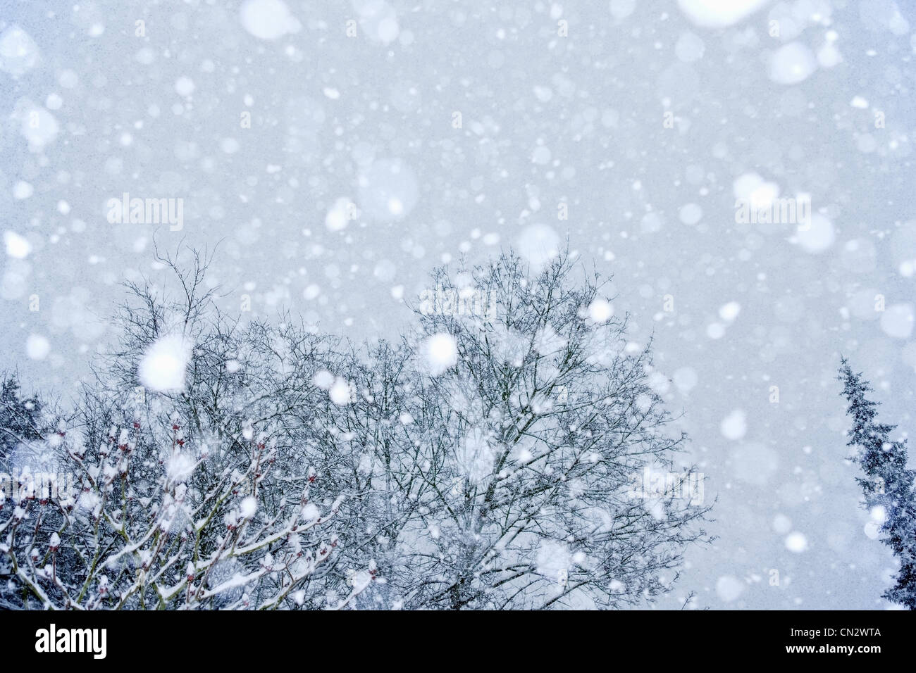 Verschneite Bäume Stockfoto