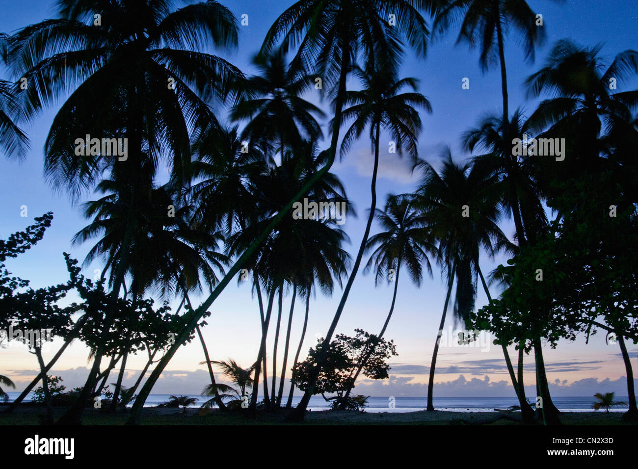 Palmen in Kontur, Pigeon Point, Tobago Stockfoto