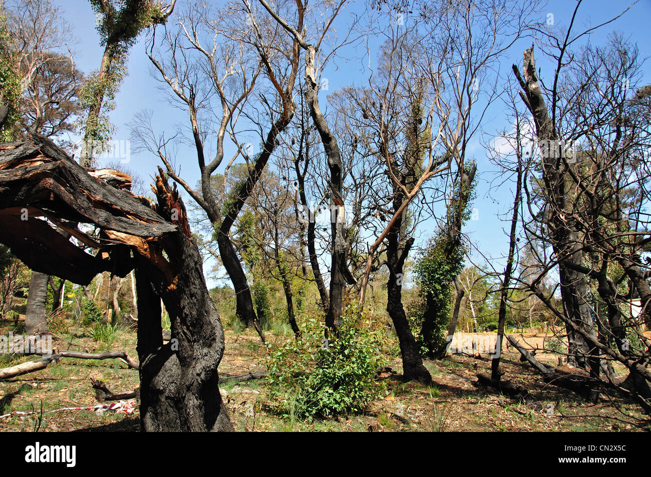 Nachwachsen auf Bäumen geschwärzt durch Waldbrand, Blue Mountains, New South Wales, Australien Stockfoto