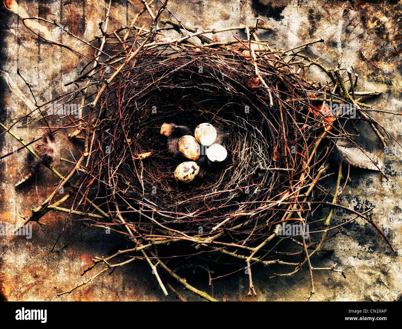 Vogelnest mit Eiern Stockfoto