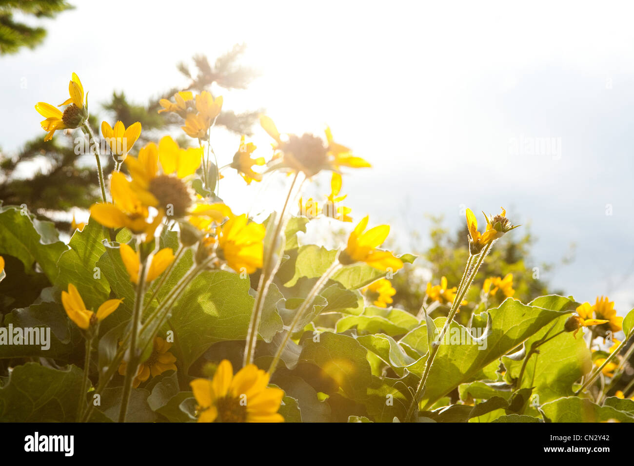 Gelbe Blüten, Nahaufnahme Stockfoto