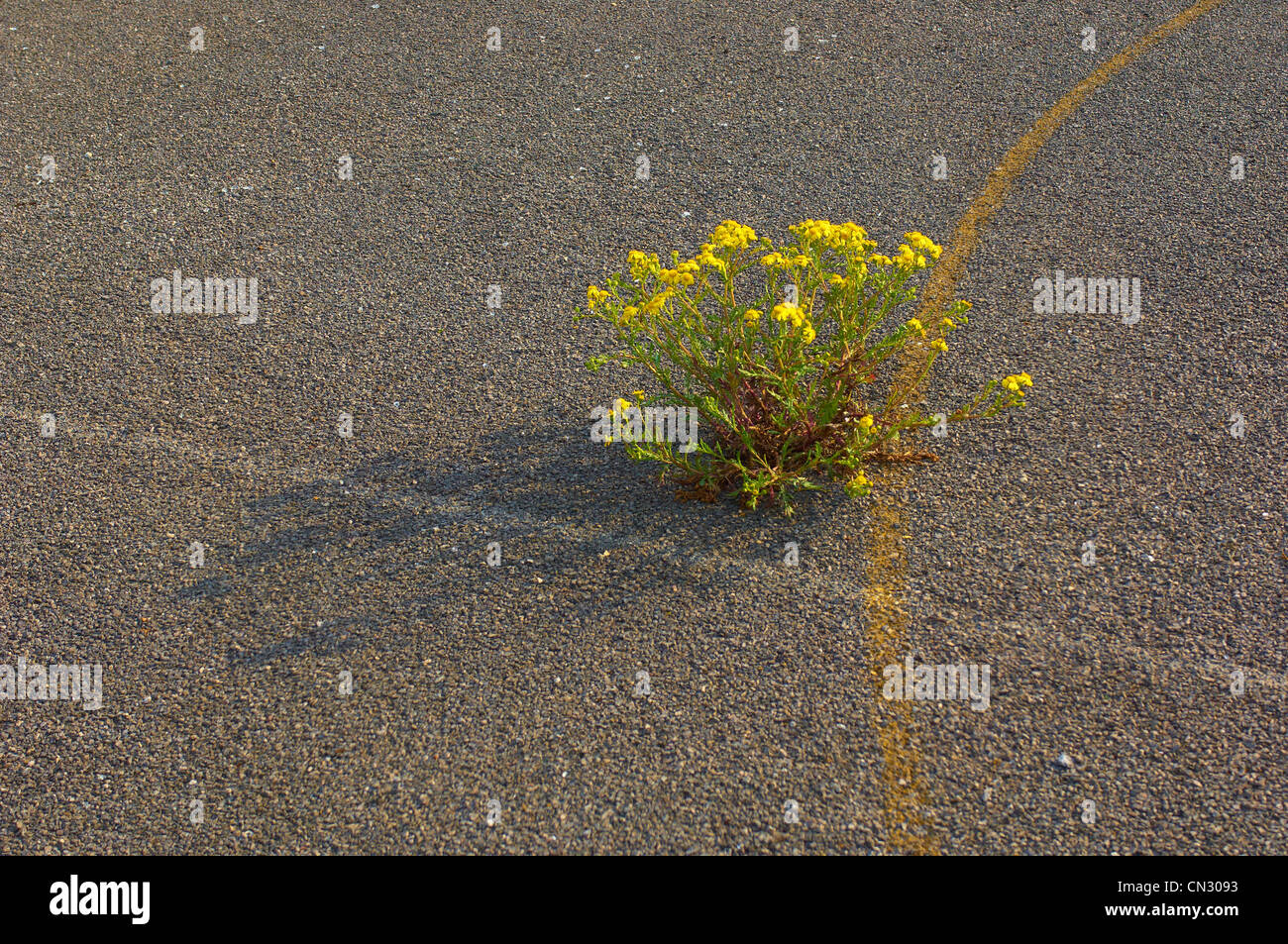 Pflanze wächst durch alten Schulhof Stockfoto