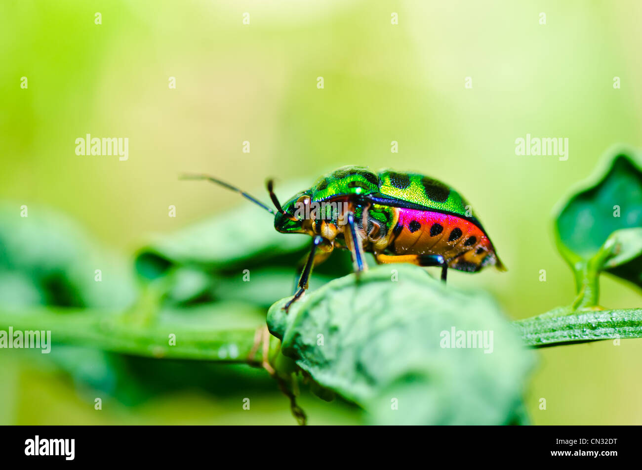 Juwel-Käfer auf Blatt in grüner Natur oder im Garten Stockfoto