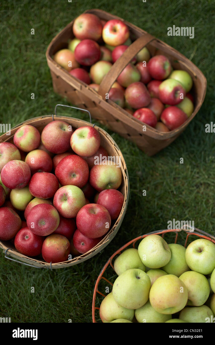 Frische Apfelernte Stockfoto