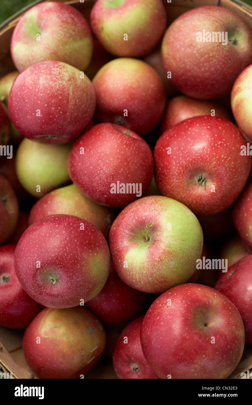 Frische Ernte der Äpfel Stockfoto