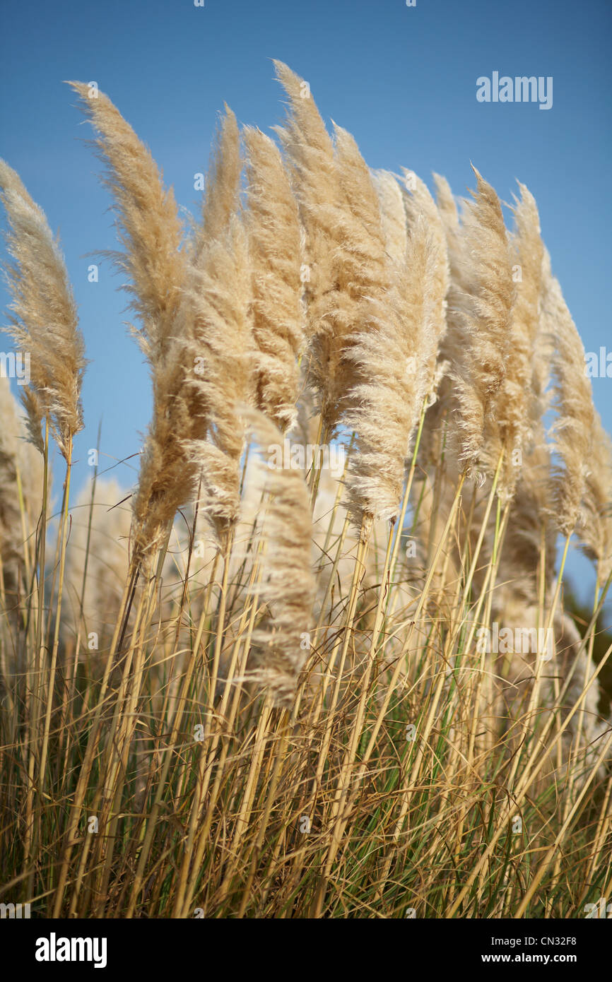 Seegras, North Carolina, USA Stockfoto