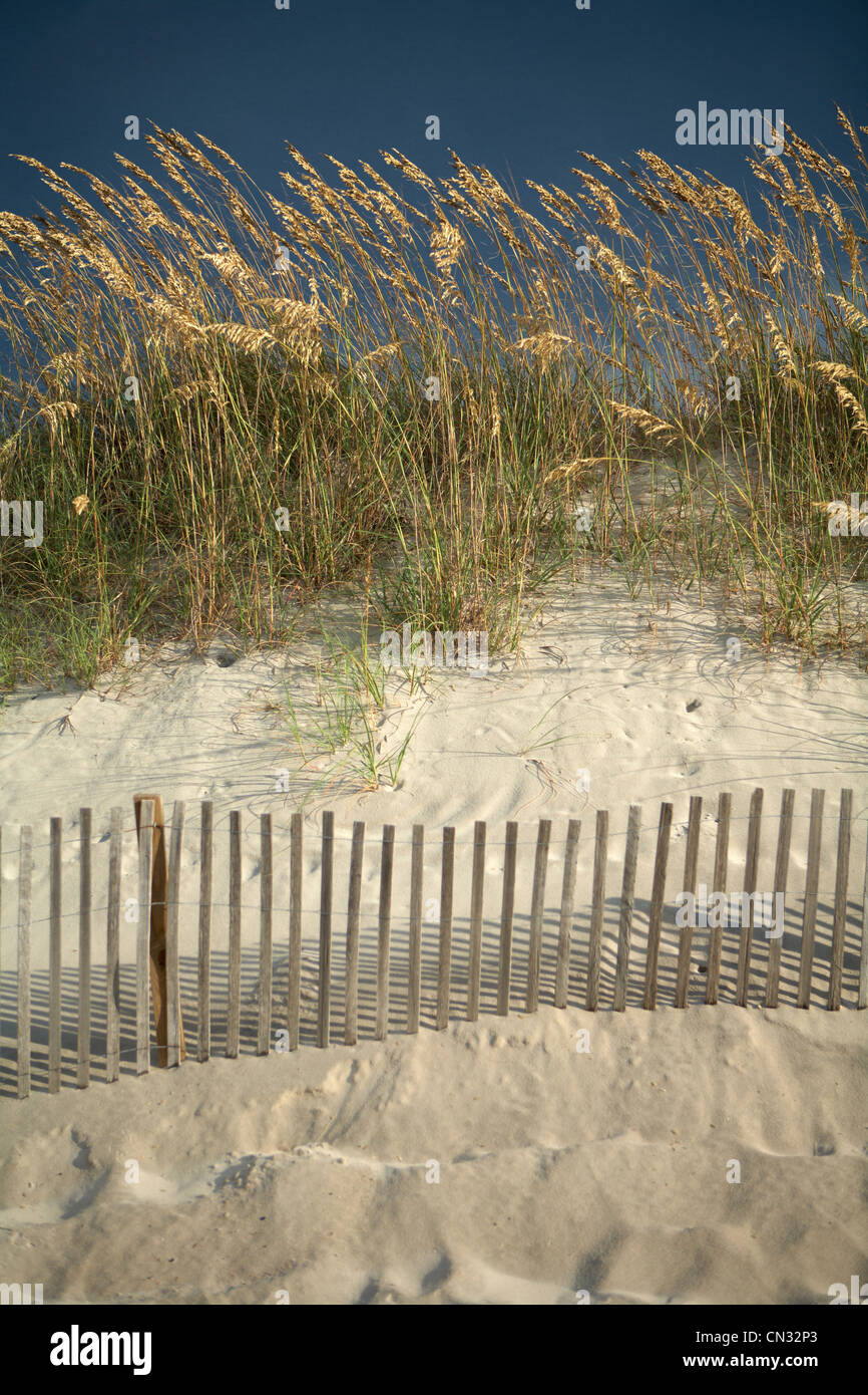 Seegras in Sanddünen, North Carolina, USA Stockfoto