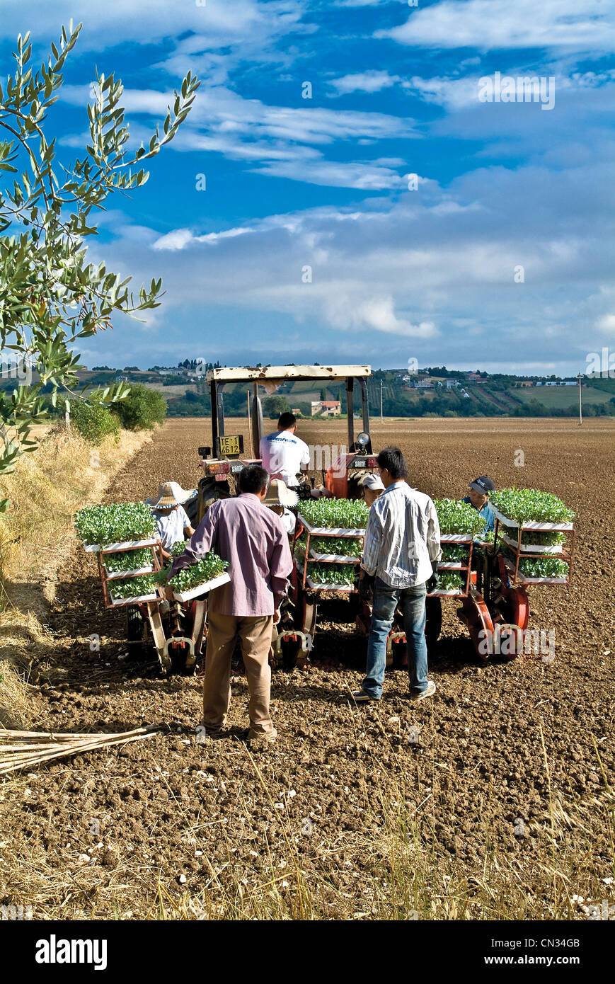 Italien Abruzzen Provinz Teramo chinesische Bauern auf den Feldern arbeiten Stockfoto