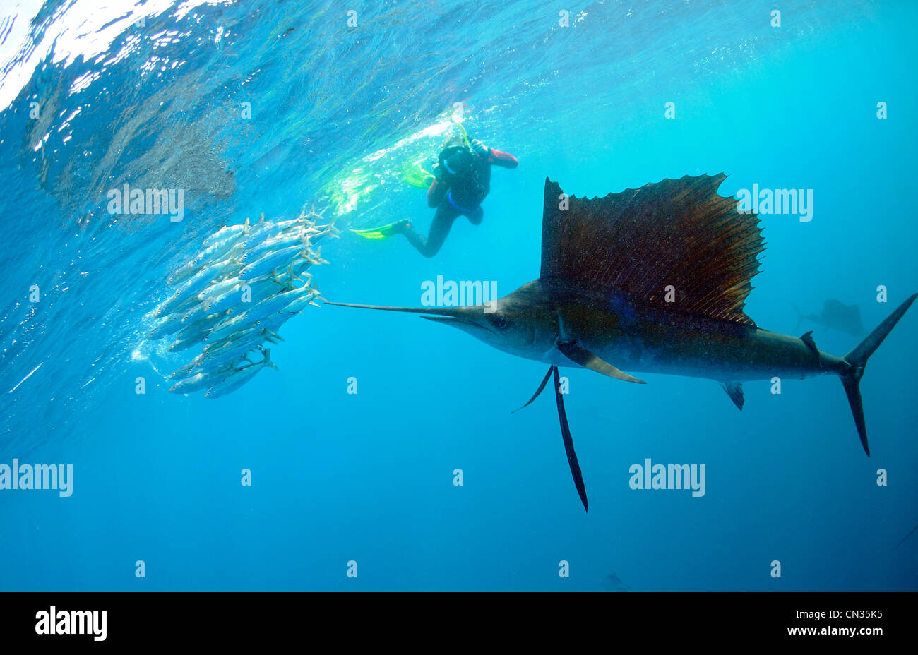 Mexiko, Karibik, Fächerfisch (Istiophorus Albicans) Jagd in einer Sardinen-Schule Stockfoto