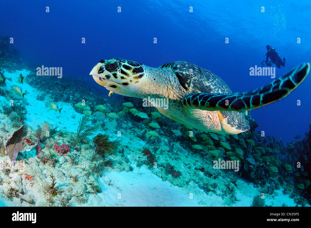 Mexiko, Karibik, eine echte Karettschildkröte (Eretmochelys Imbricata) und Taucher-Fotograf Stockfoto