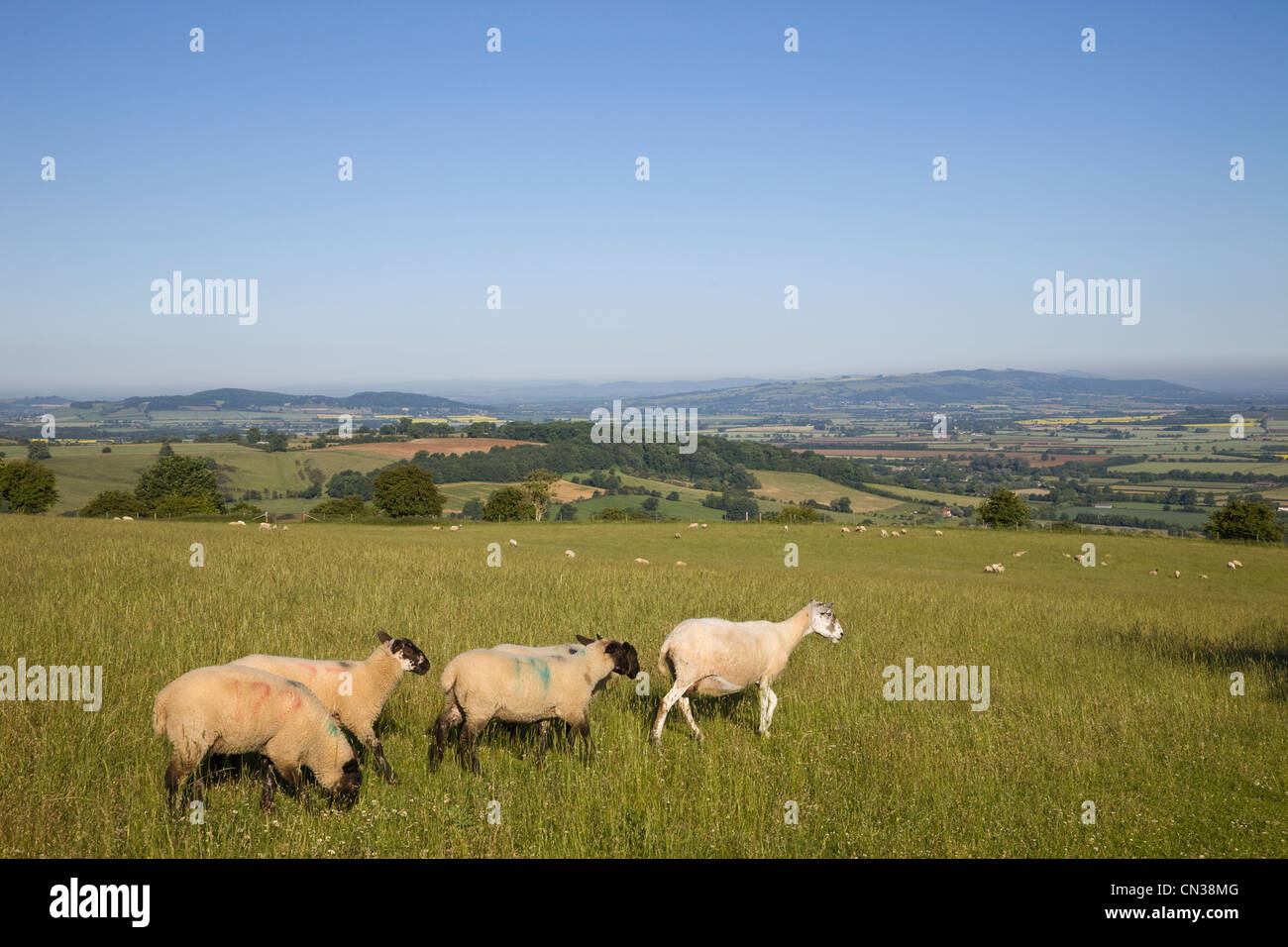England, Worcestershire, Cotswolds, Schafe in Feldern in der Nähe von Broadway Stockfoto