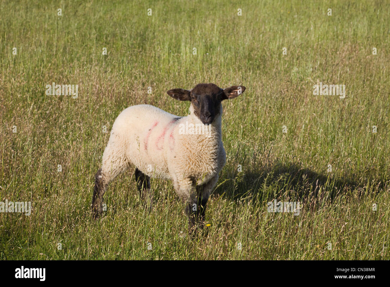 England, Worcestershire, Cotswolds, Schafe in Feldern in der Nähe von Broadway Stockfoto