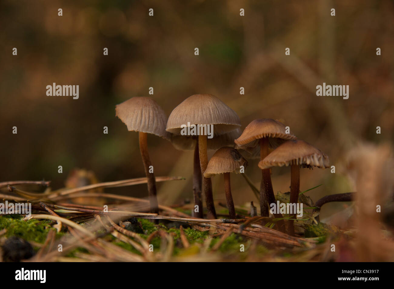Wilde pilze surrey -Fotos und -Bildmaterial in hoher Auflösung – Alamy