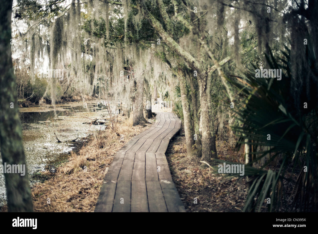 Gehweg durch Sumpf, New Orleans, Louisiana, USA Stockfoto