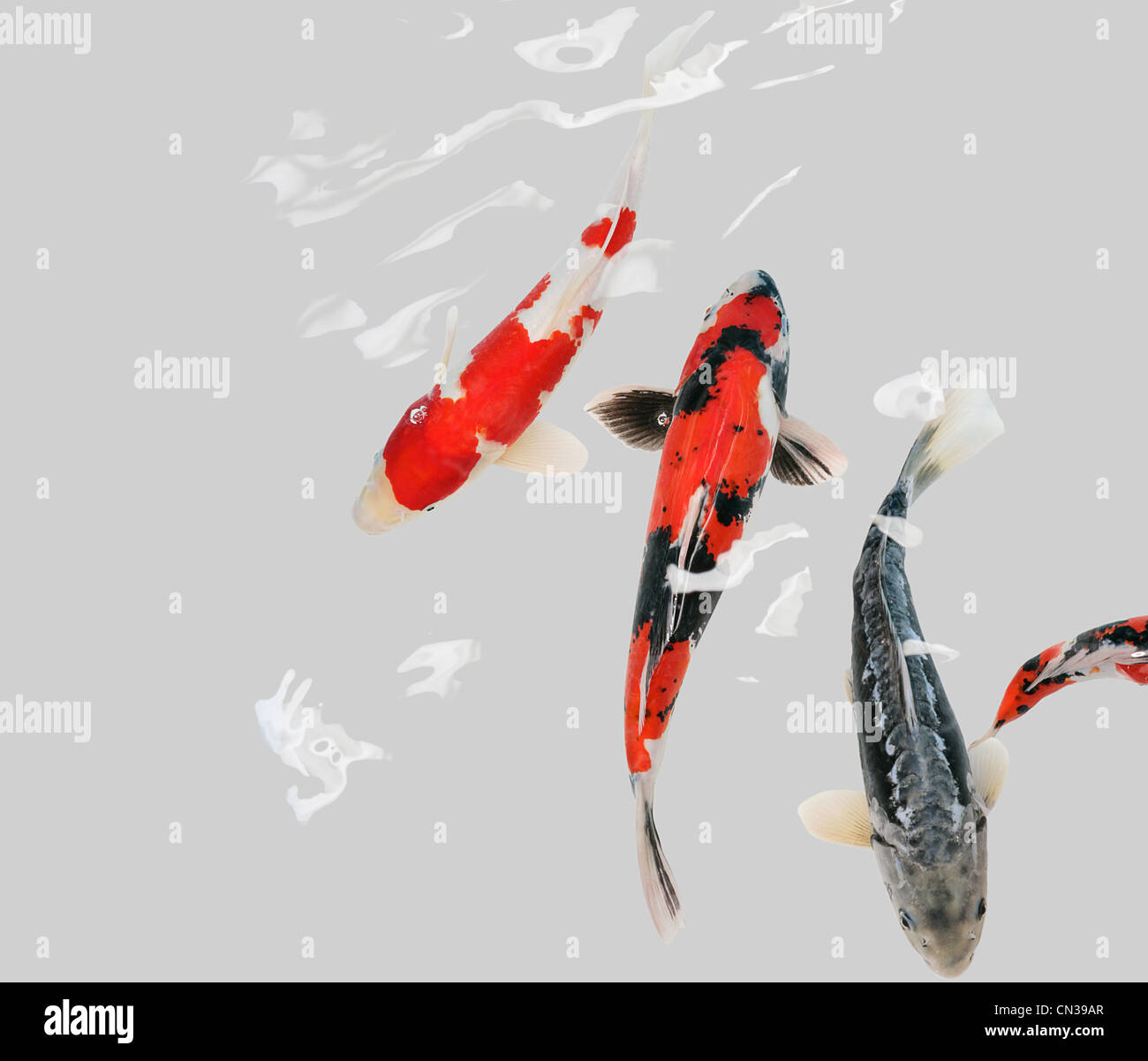 Koi-Karpfen schwimmen Stockfoto